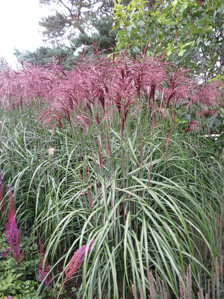 Мискантус китайский Фламинго, Miscanthus sinensis 'Flamingo'