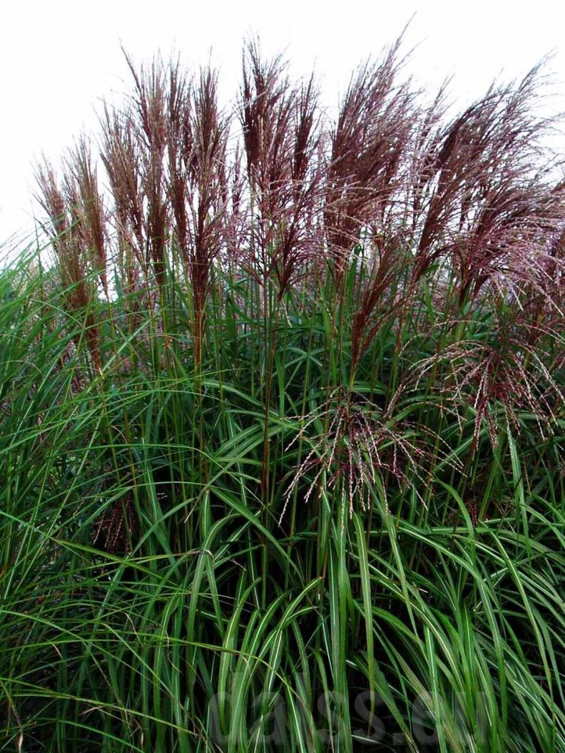Мискантус китайський Малепартус, Miscanthus sinensis 'Malepartus'