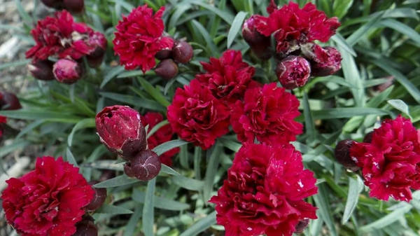 

Гвоздика Махровая "Sunflor Desire"