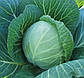 Радан F1 15 шт Leda Agro Капуста білокачанна Насіння (Радан F1 Капуста білокачанна Насіння), фото 3