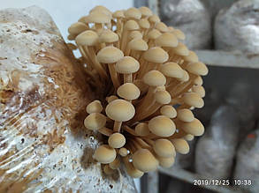 Зимовий обенок (Flammulina velutipes)