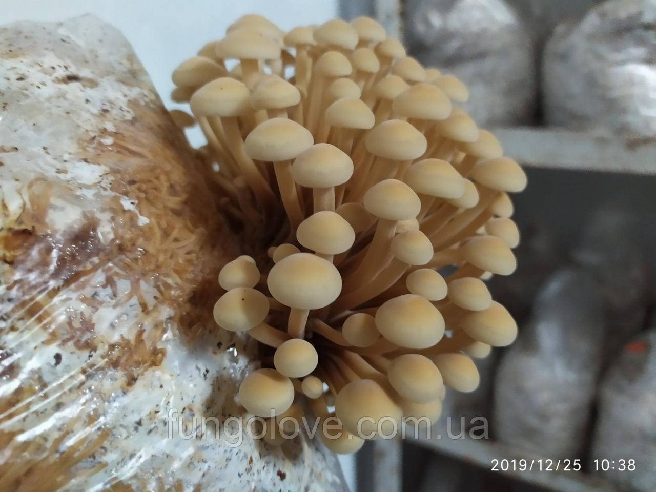 Зимовий обенок (Flammulina velutipes), фото 1