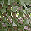 Сітка маскувальна Shade & Shelter серія Pro Double Sided 4*6 м зелено - коричнева, фото 7