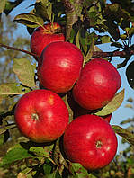 Яблуня Топаз ('Topaz')