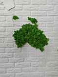 Фітостіни, озеленення приміщень, карта світу зі стабілізованого моху - декор з моху на стіні від 1 м кв, фото 2