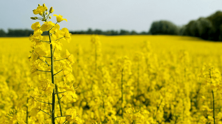 Насіння ріпаку посівного на сидерати, фото 2