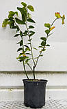 Лохина Торо Р9 (Vaccinium Torro), фото 4