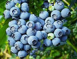 Лохина Торо Р9 (Vaccinium Torro), фото 3