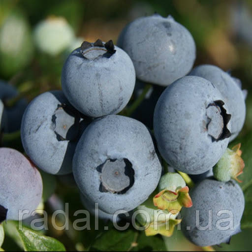Лохина Торо Р9 (Vaccinium Torro)