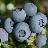 Лохина Торо Р9 (Vaccinium Torro)