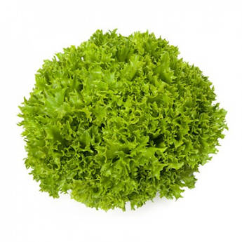 Екзект 5000 шт драже Rijk Zwaan Салат Насіння (Салат Семена)