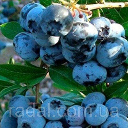 Лохина Санрайс Р9 (Vaccinium Sunrise), фото 1