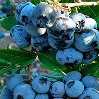 Лохина Санрайс Р9 (Vaccinium Sunrise)