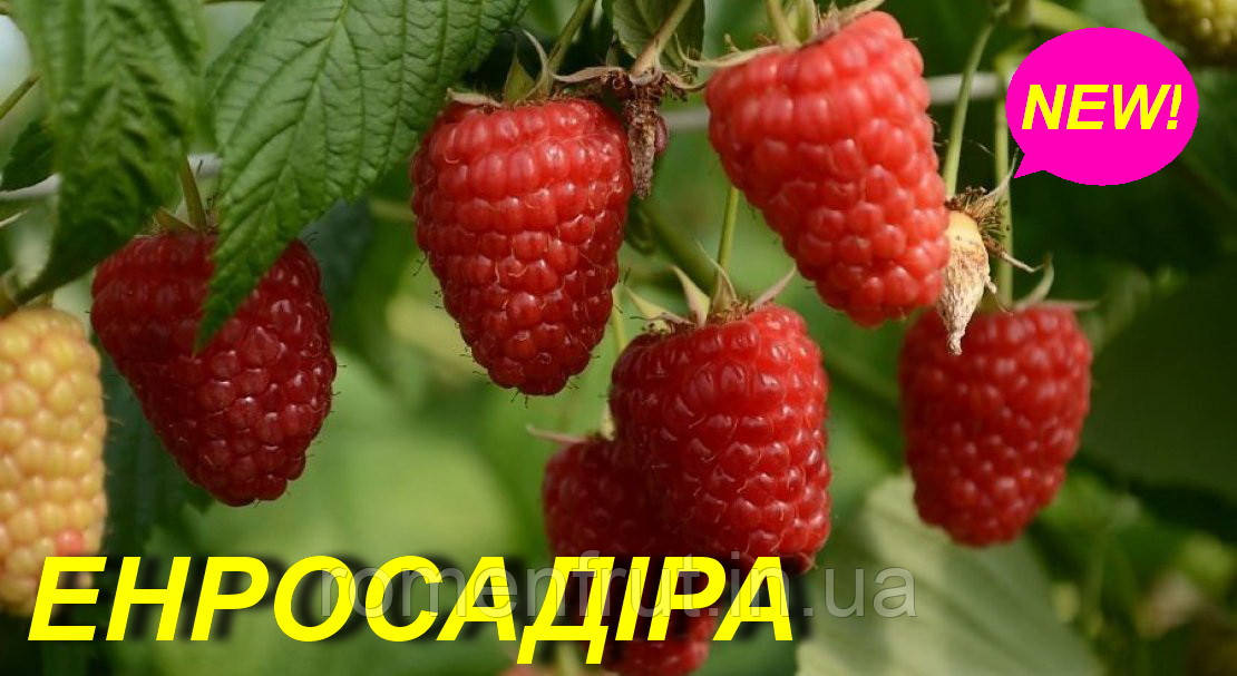 Малина "Енросадіра"