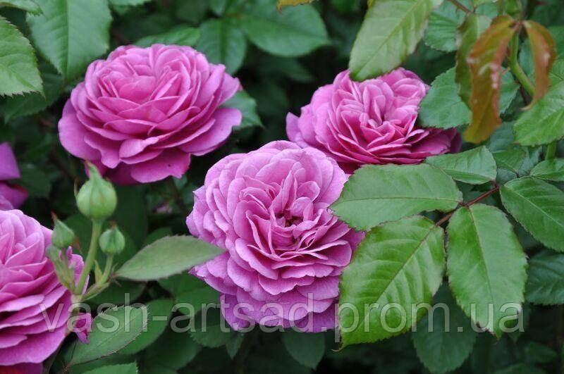 Heidi Klum Rose — Хайді Клум, фото 1