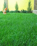 Газон Дюймовочка/Thamberlina DLF Trifolium (Данія)1 кг, фото 3