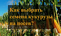 Як вибрати насіння кукурудзи на посів?