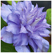 Клематис Мазурі Кратер Лейк