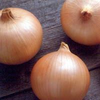 Насіння цибулі  Кенді (Кенді) F1/Candy F1 Seminis 10000 насіння