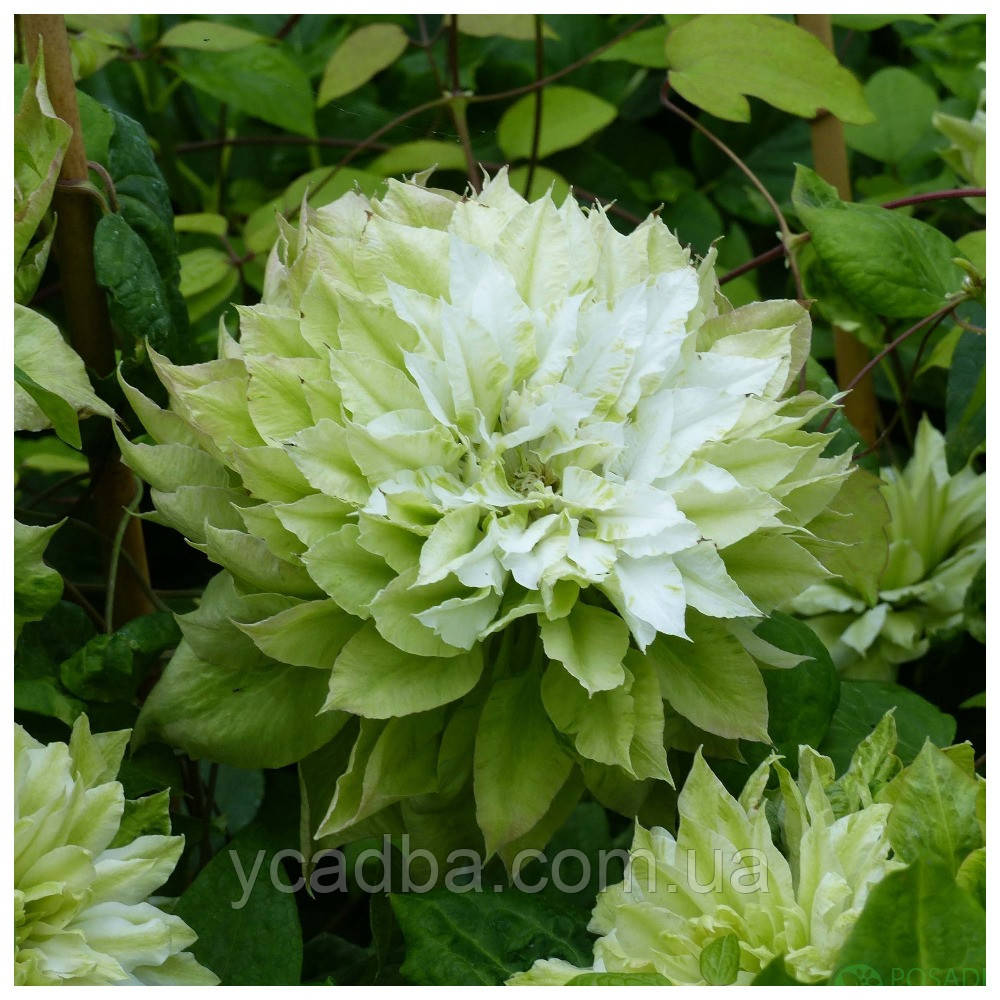 Клематис Сен-но-казе (горщик 0,5л), фото 1