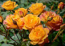 Троянда чайно-гібридна Sahara (Сахара)