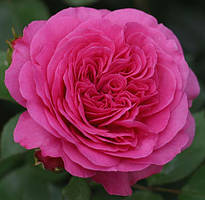 Троянда флорібунда 'Baronesse'