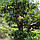 Ефірна олія чайного дерева, 10 мл (F81), фото 2