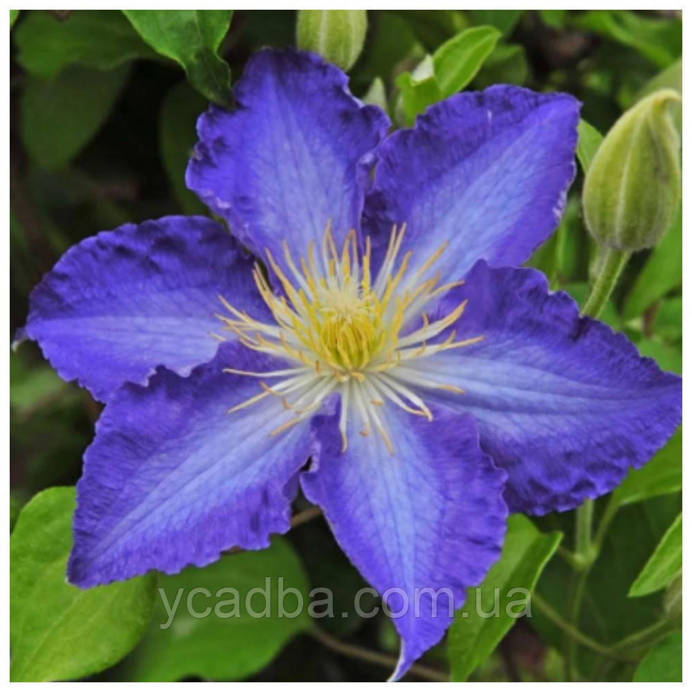 Клематіс Стефан Франчак (горщик), фото 1