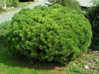 Сосна гірська karlikova Rotundata 4 річна, Сосна гірська / карликова Ротундата, Pinus mugo var. Rotundata, фото 1