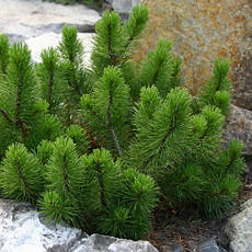 Сосна гірська karlikova Rotundata 4 річна, Сосна гірська / карликова Ротундата, Pinus mugo var. Rotundata, фото 4