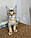 Кошеня Чаузі Ф1, народжена 16.01.2020 у вихованці Royal Cats. Україна, Київ, фото 10