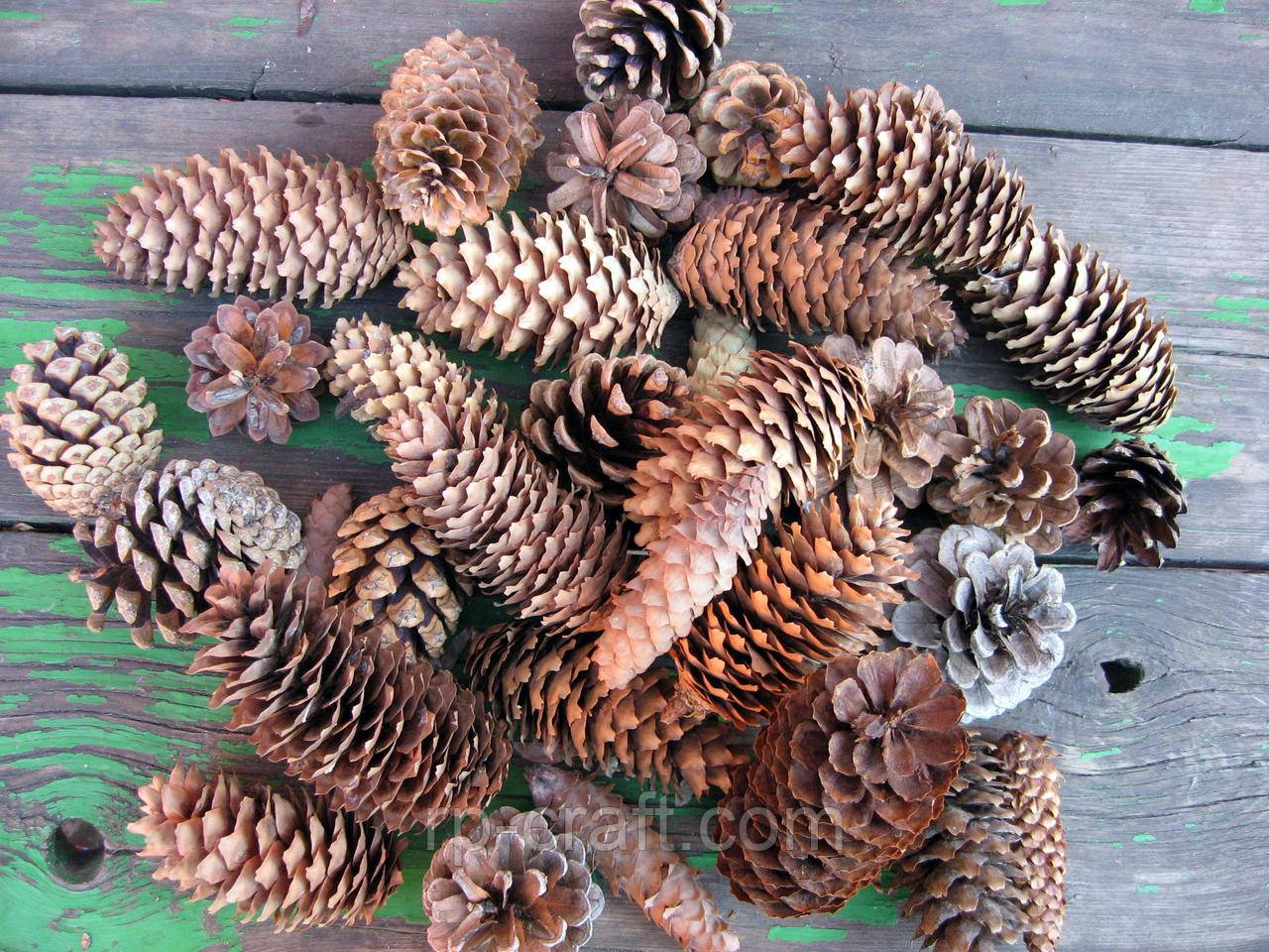 Великі соснові та ялинові шишки, 500 грам, близько 35-40 штук, мікс, фото 1