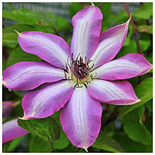 Клематис Серафіна