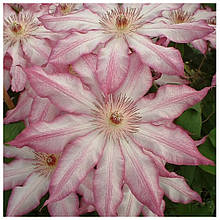 Клематис Тае