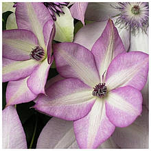 Клематис Утопія