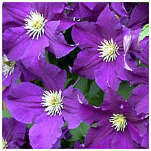 Клематіс Віола