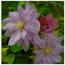 Клематіс Віолет Елізабет