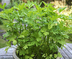 Петрушка листова Маестро (Фасівка: 1 г) (проф. насіння)