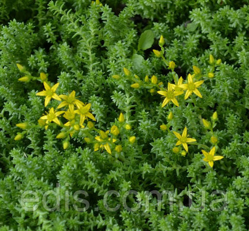 Очиток (седум) їдкий