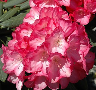 Рододендрон Фантастика / Р13 / Rhododendron Fantastica