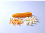 Зерно кукурудзи для попкорну "Mushroom", фото 3