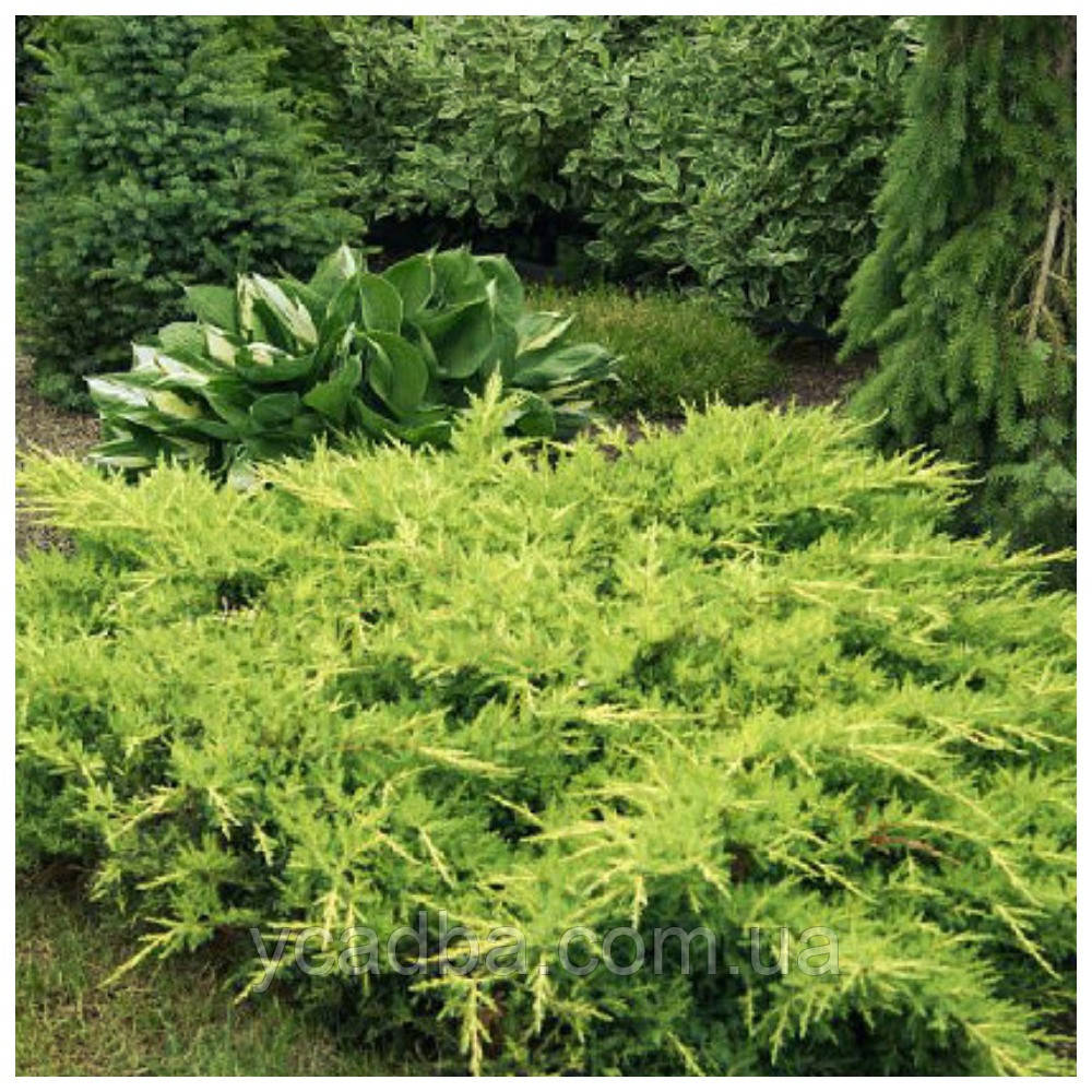 Ялівець Голд Кіссен (горщик 0,5л), фото 1