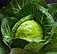 Капуста б\к Продікос F1 2500 шт (Syngenta), фото 4