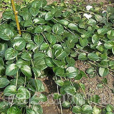 Барвінок великий (Vinca major)