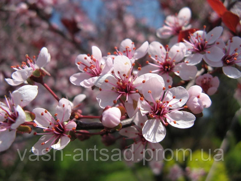 Слива Цистена (Prunus cistena), фото 1