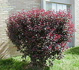 Слива Цистена (Prunus cistena), фото 2