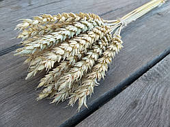 Колоски пшениці натуральні, пучок — 20 шт.