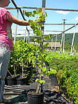 Церцис канадський, Cercis canadensis, 190 см, фото 6