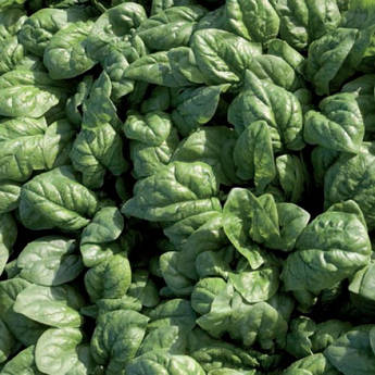 Ель Форте 100 000 шт Syngenta Шпинат Насіння (Эль Форте Шпинат Семена)