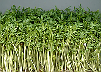 Семена на микрозелень «Кресс-салат» 10 г